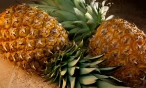 La méthode secrète pour des orgasmes explosifs manger de l'ananas avant l'amour