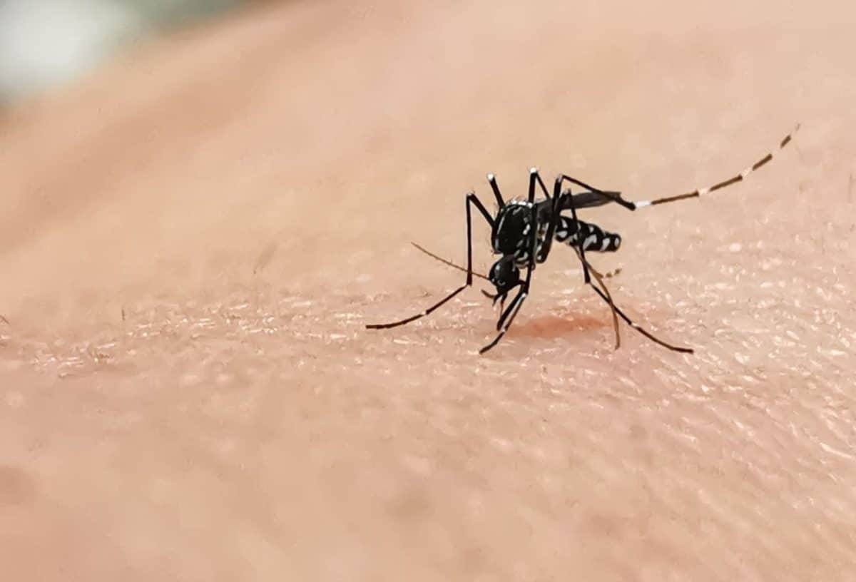 7 astuces pour éviter les piqûres de moustiques cet été