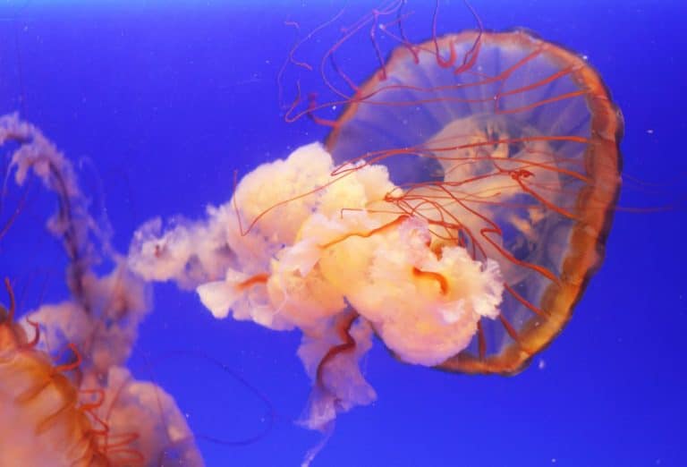 Piqûre de méduses nos conseils pour s’en protéger pendant l’été