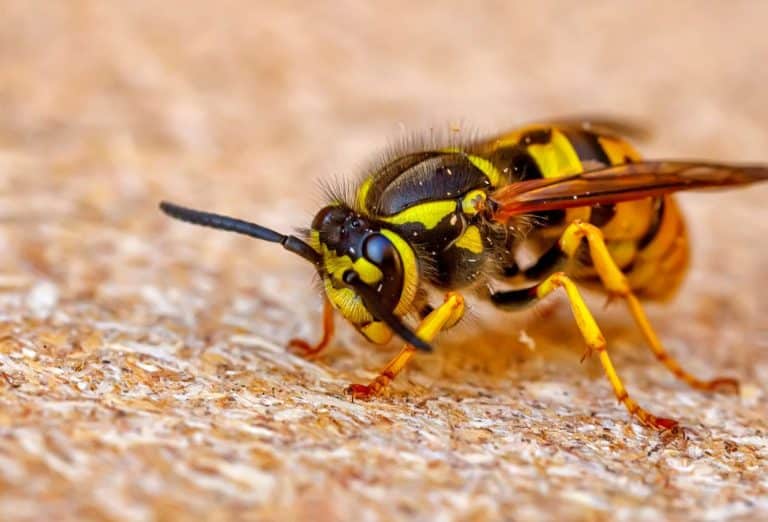 Piqûres d'abeilles et de guêpes traitement rapide et efficace